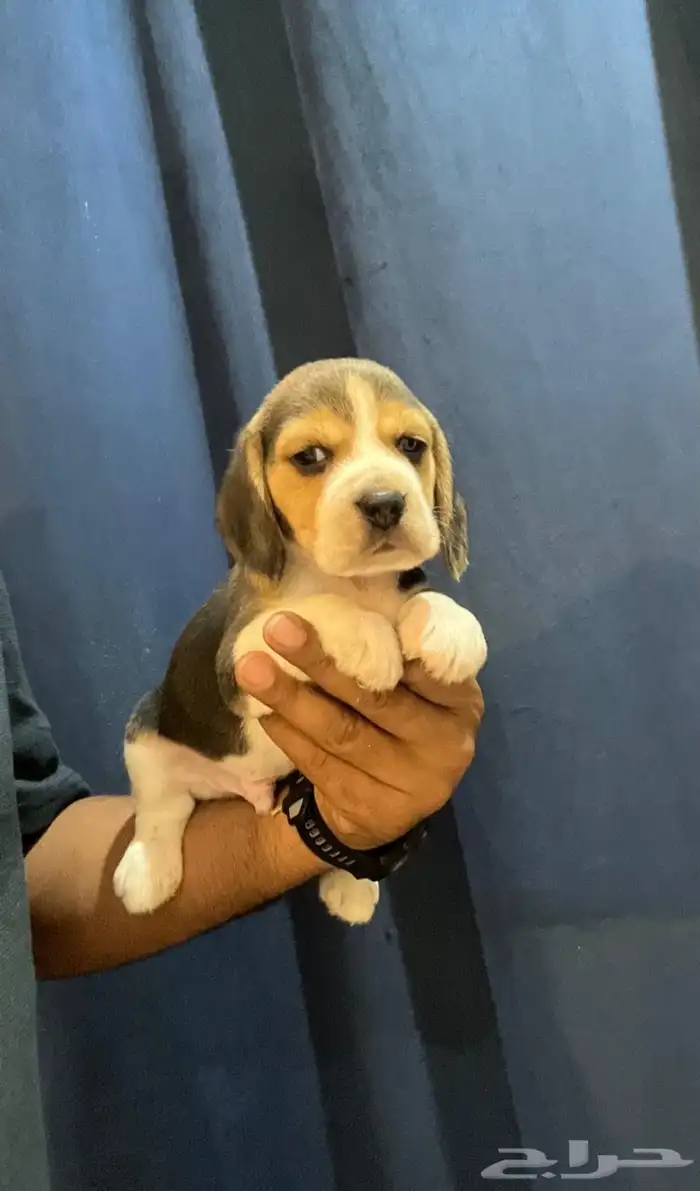 جراوي بيقل 1