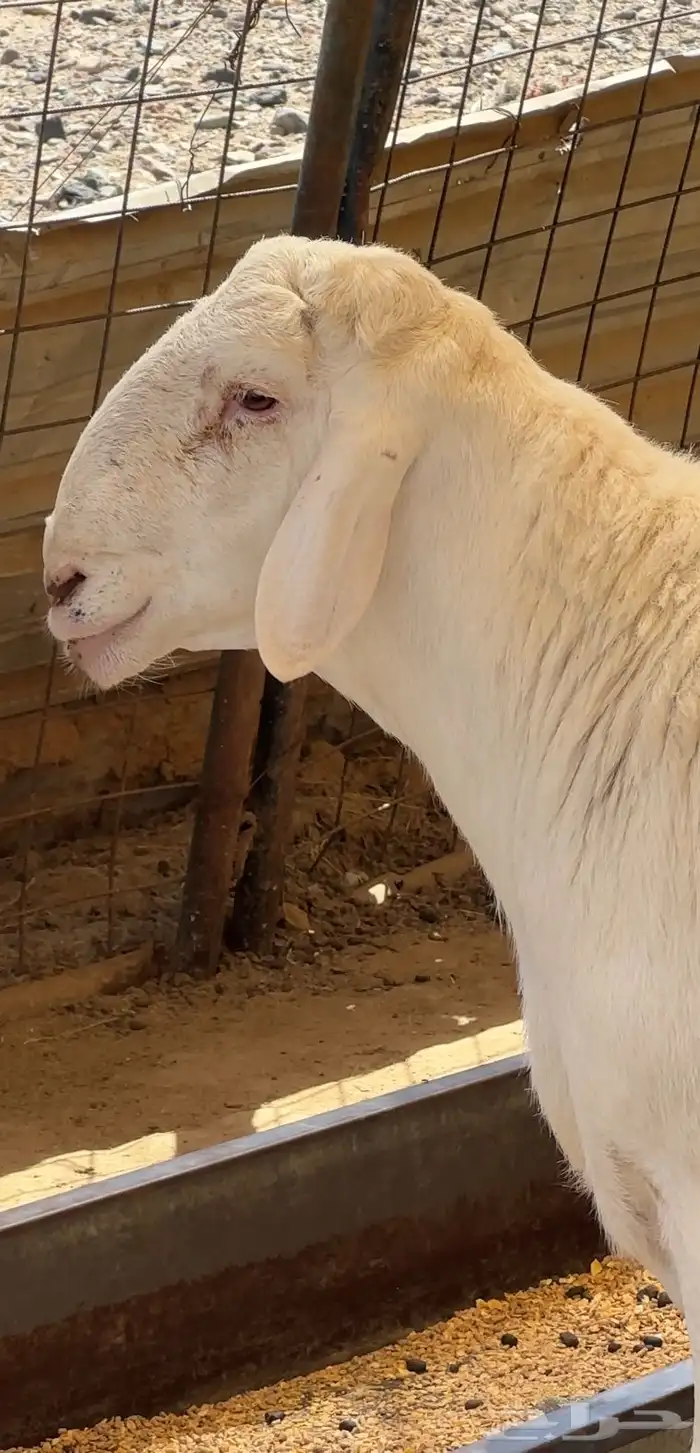 طلي حري حرش ابرص صنف الصنف 0