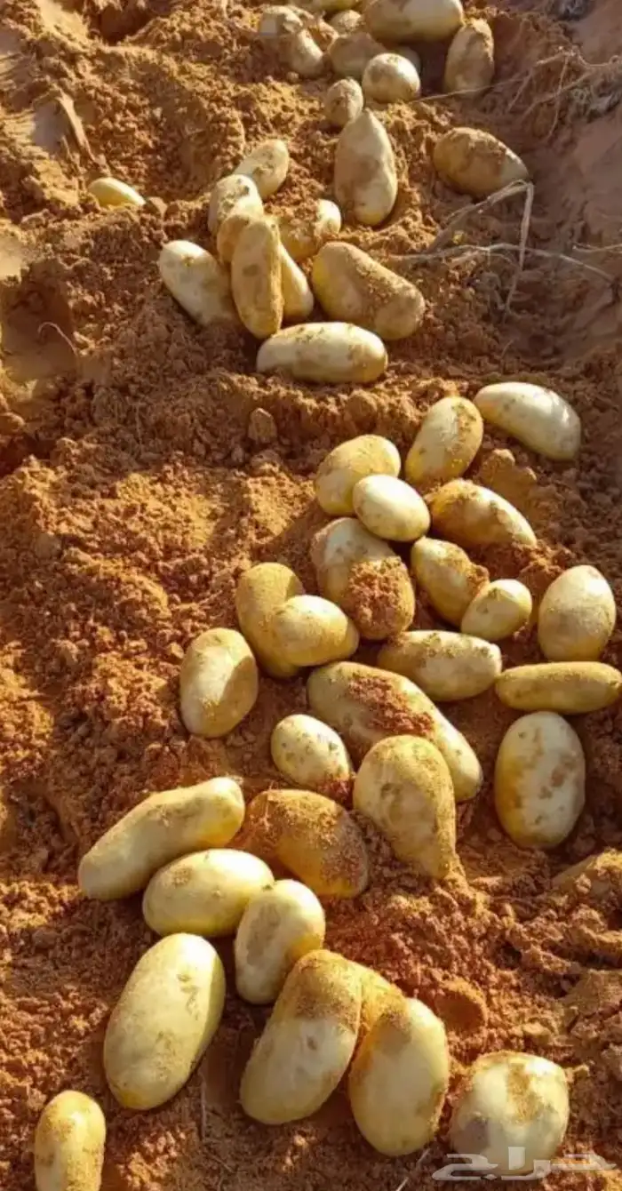 بطاطس طازجة بالجملة البيع بالطن السوم عام 0