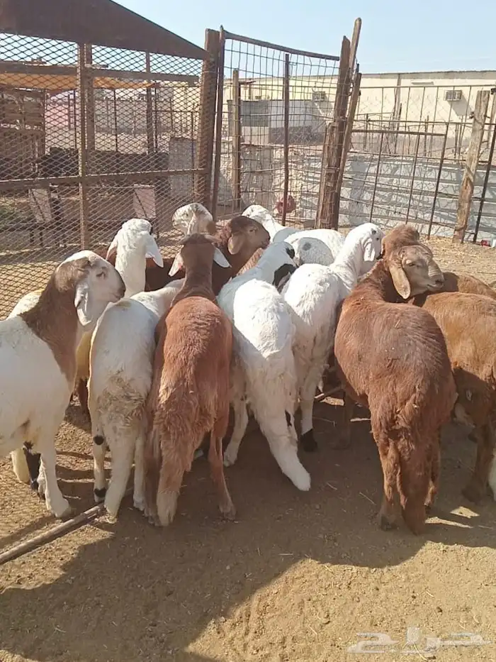 طليان سواكن مرابى 1