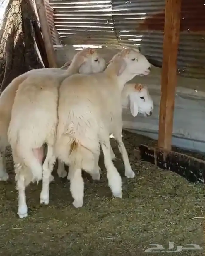 طليان جذعان للبيع 1