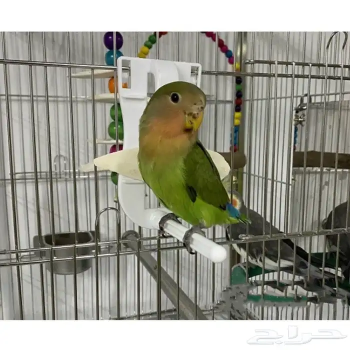 للبيع حامل عظم الحبار 0