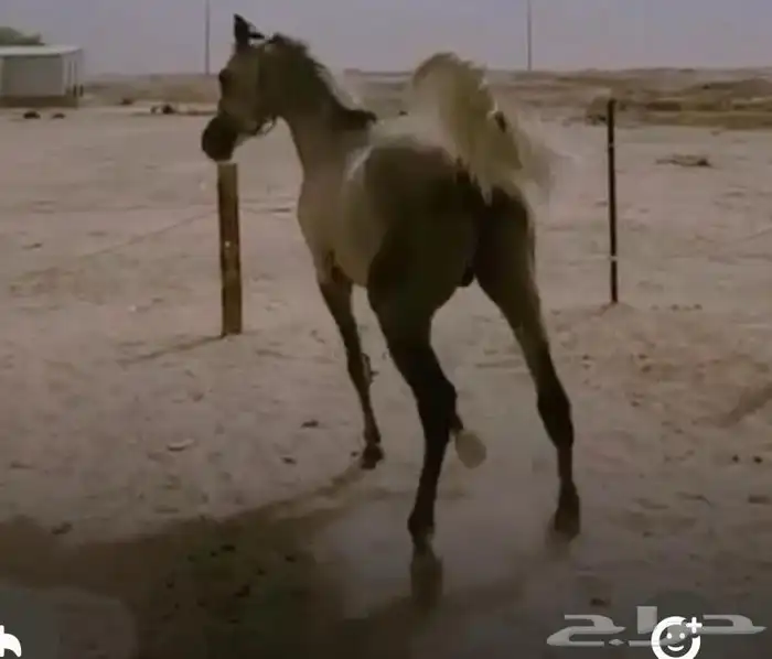 حصان شعبي 3