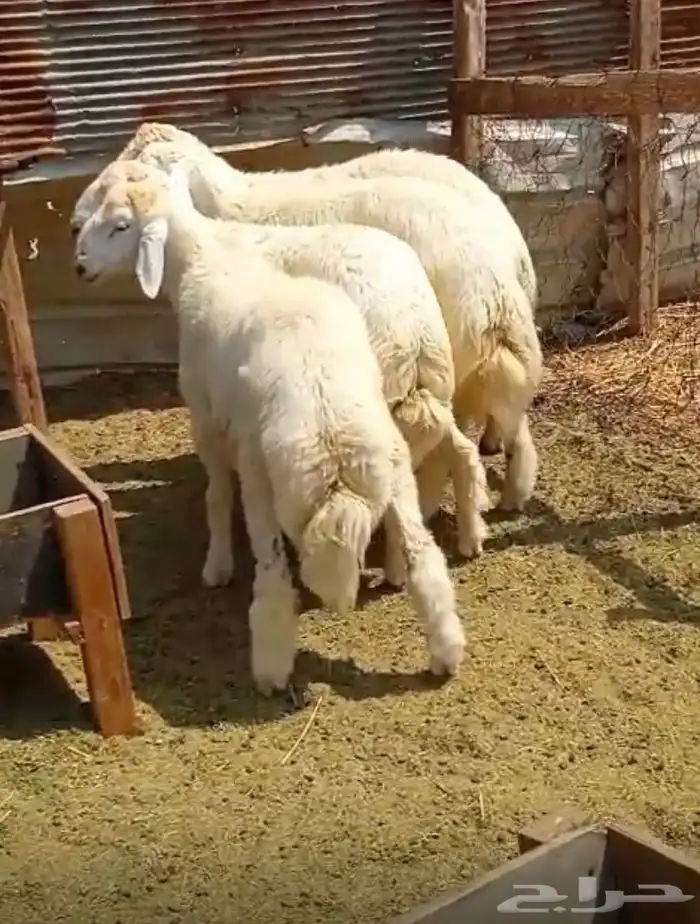 طليان جذعان للبيع 2