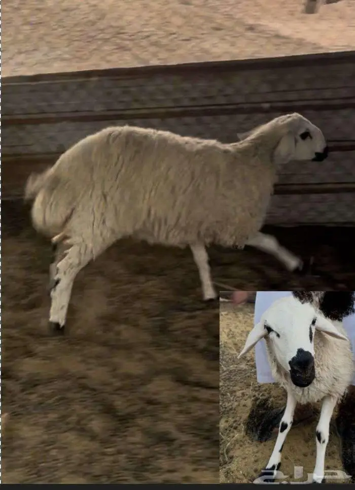 خمسة شياه رخال نعيمي غنم 0