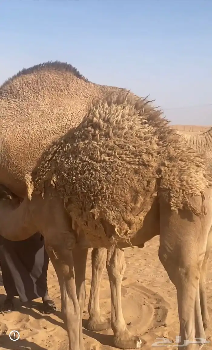 قعود قصب جنوب المزاحمية 0