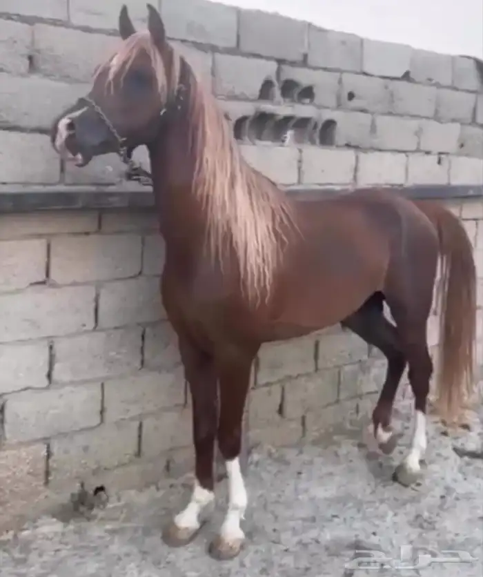 حصان شعبي 2