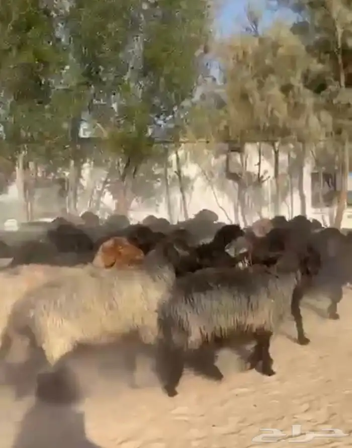 غنم عرب اشباب وطيبه 12