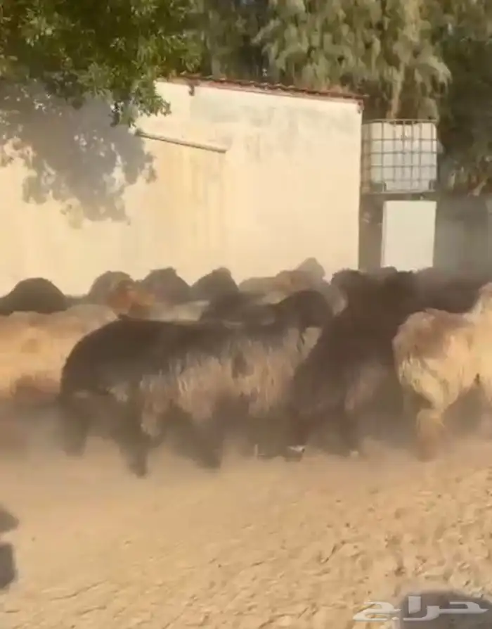 غنم عرب اشباب وطيبه 11