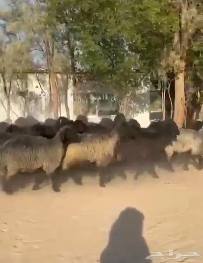 غنم عرب اشباب وطيبه 3