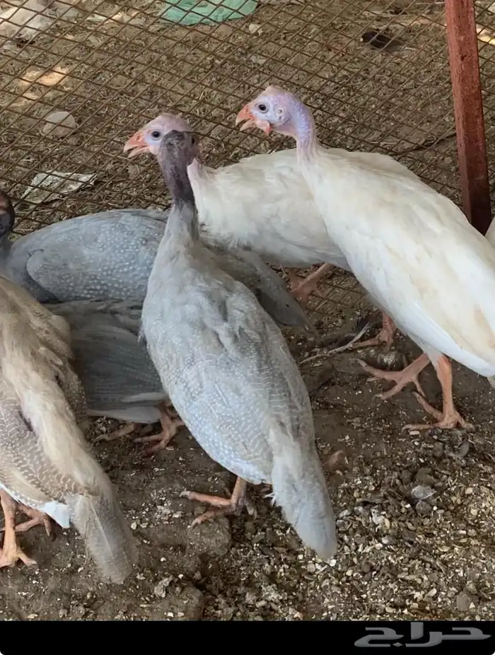 فروخ دجاج حبشي او حجل 1