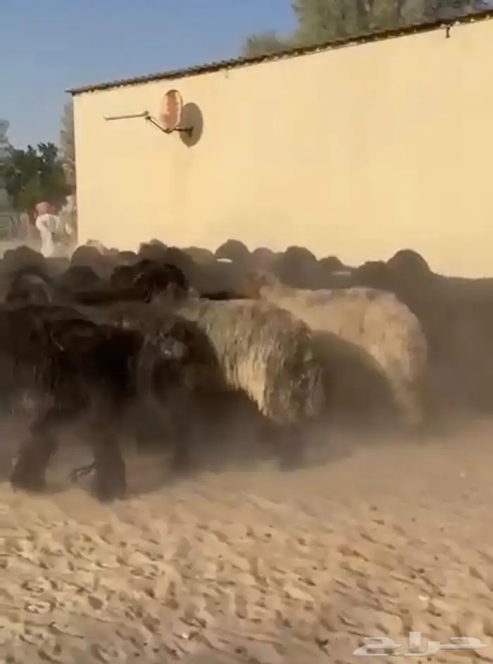 غنم عرب اشباب وطيبه 9