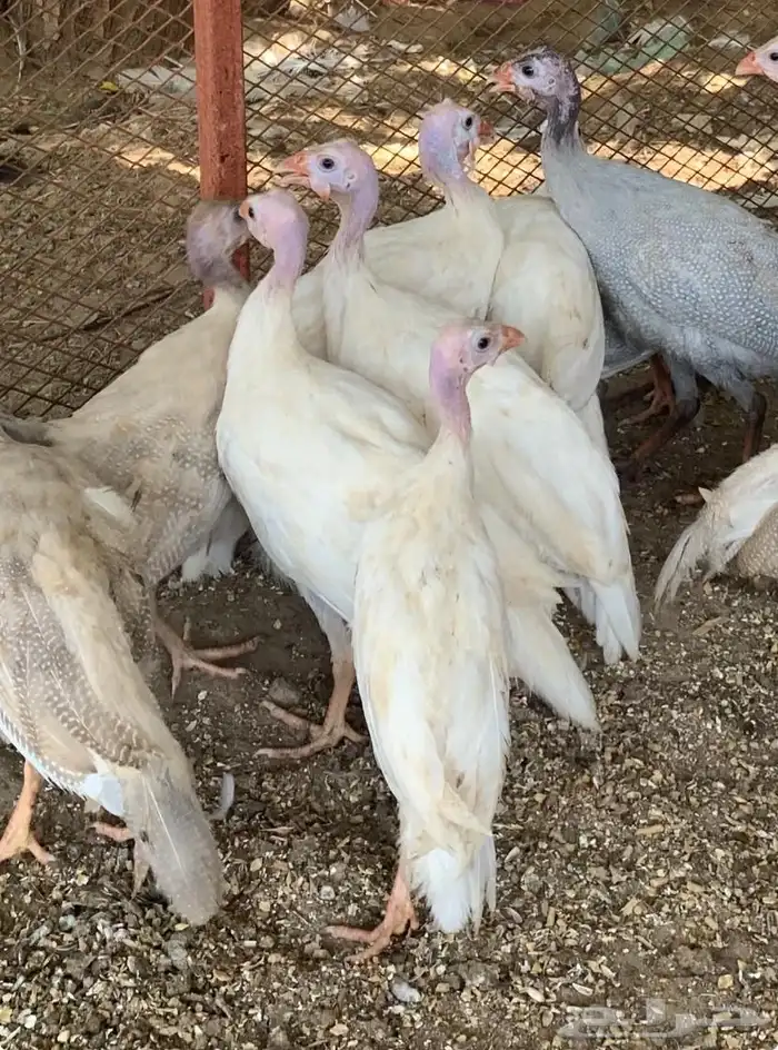 فروخ دجاج حبشي او حجل 2