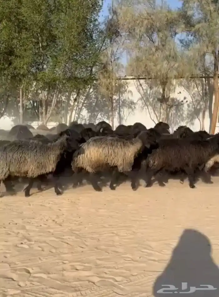 غنم عرب اشباب وطيبه 0