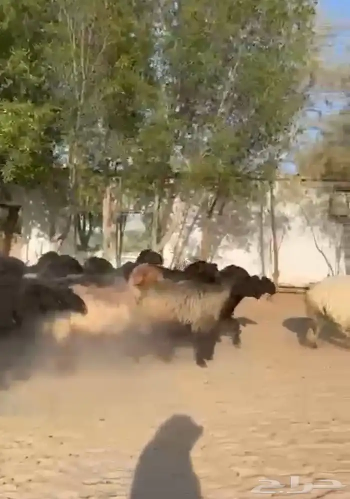 غنم عرب اشباب وطيبه 7