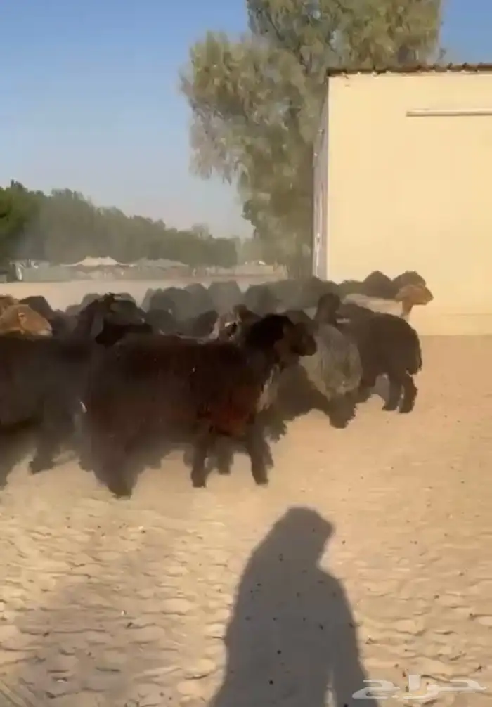 غنم عرب اشباب وطيبه 5