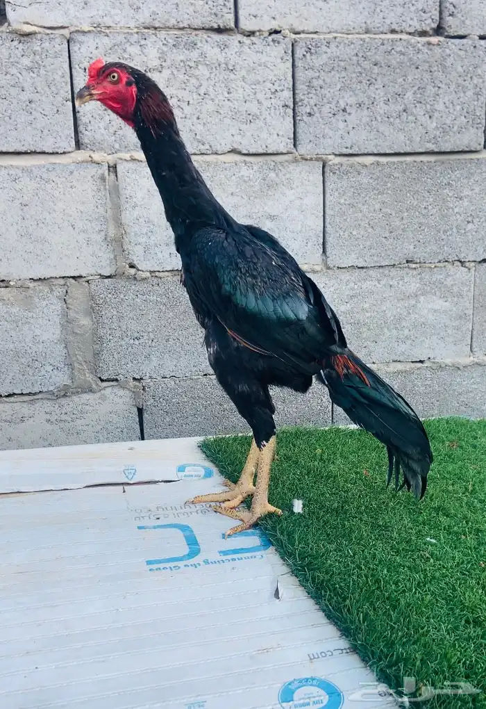 تم البيع 1