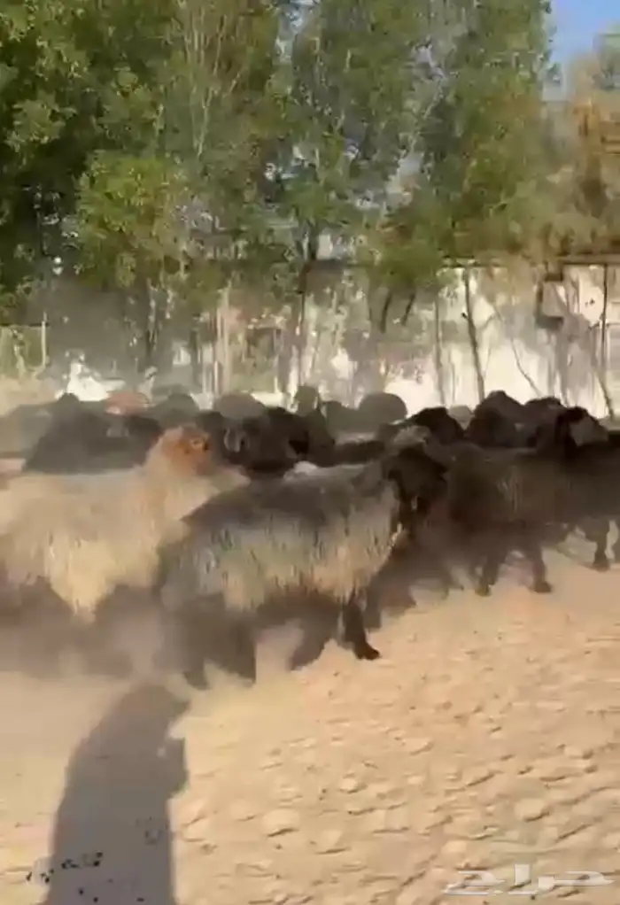 غنم عرب اشباب وطيبه 6