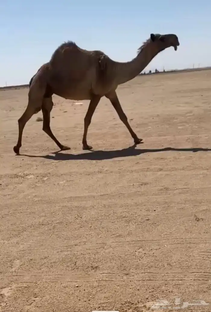 البيع الناقه الصفر الكفو 0