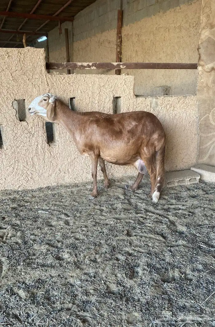 ساكليه حاصب سدس 0