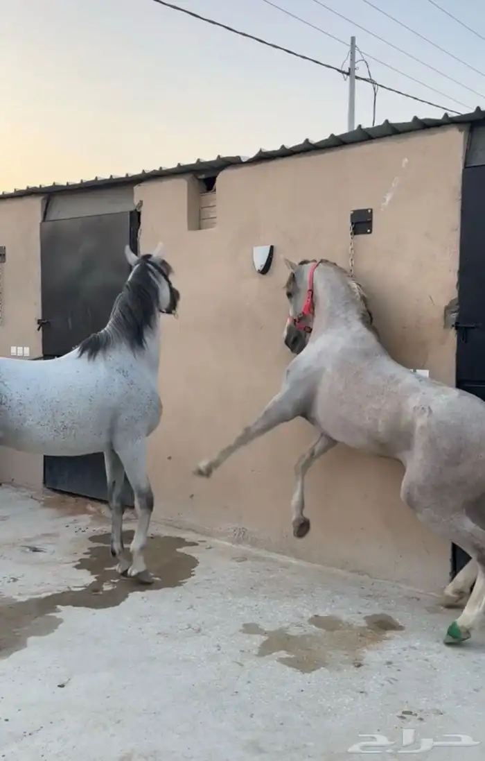 مهر شعبي طرب 1