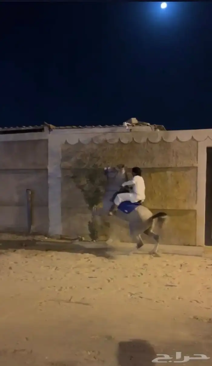 مهر شعبي طرب 0