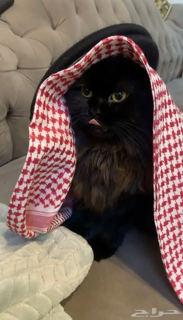 آمان لفندقة وتزاوج القطط 0