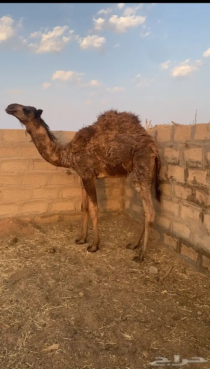 للبيع قعود طيب 0