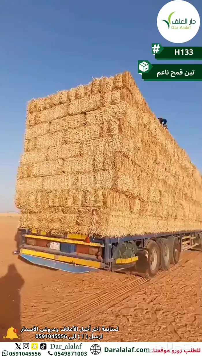 تبن قمح 0