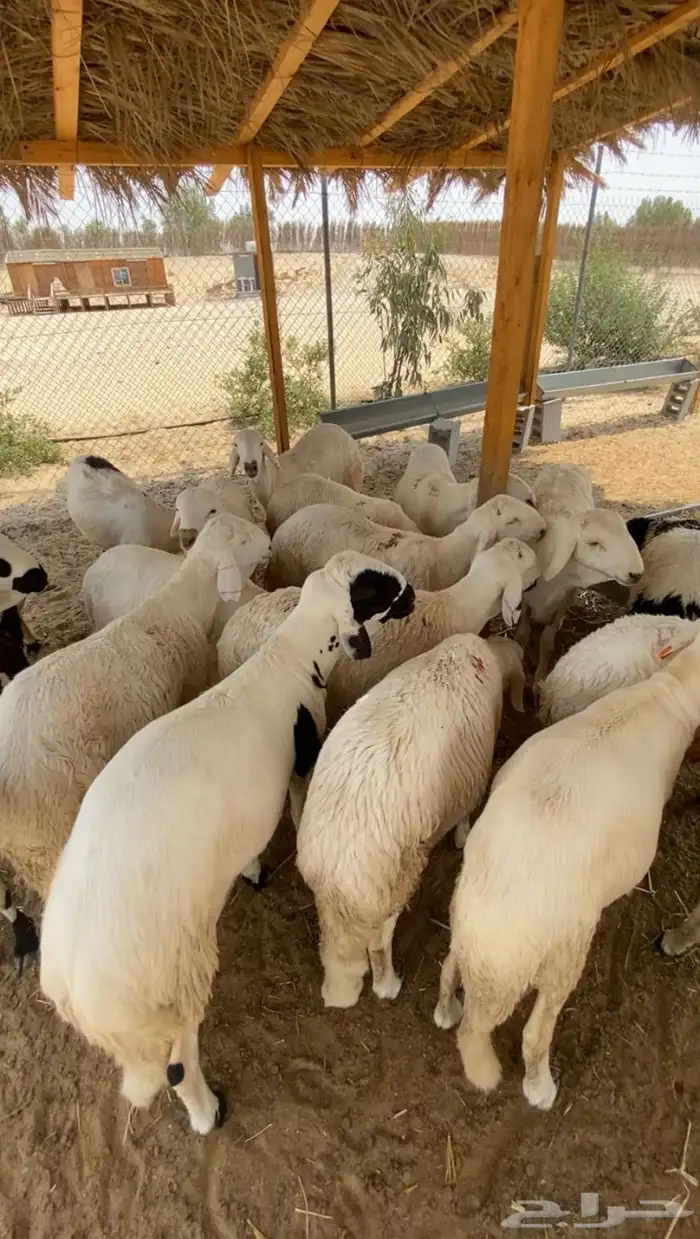 سواكن مرابي خمس شهور فل شحم للثلاجه رقم 1 8