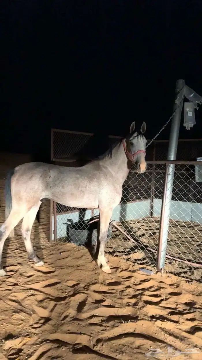 حصان شعبي 2