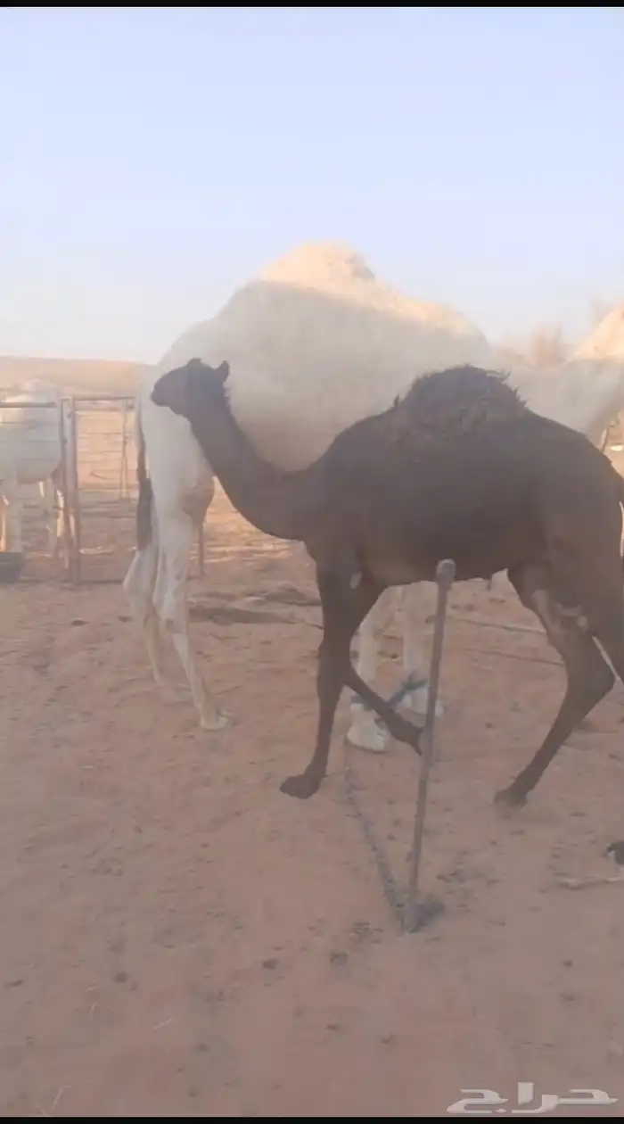 قعدان للبيع 1