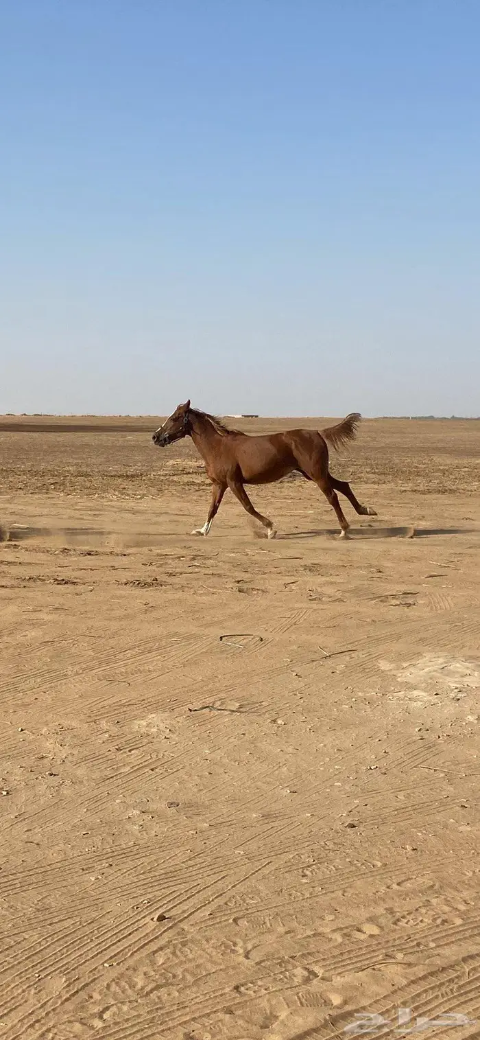 فرس ابل عربية شعبية 0