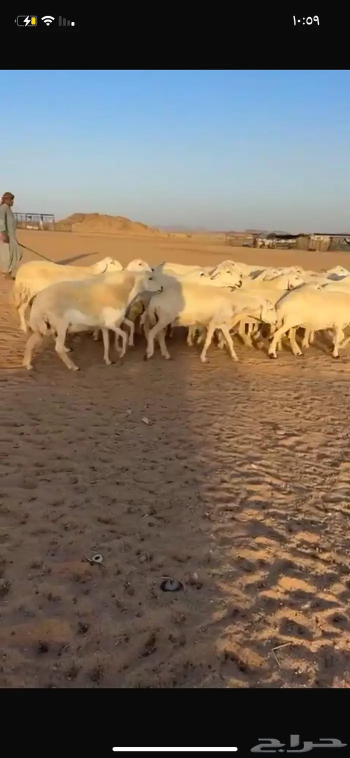 غنم حريات مراح واحد ومفتوح مجال التفريد 0
