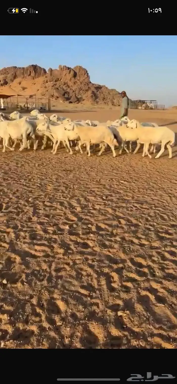غنم حريات مراح واحد ومفتوح مجال التفريد 3