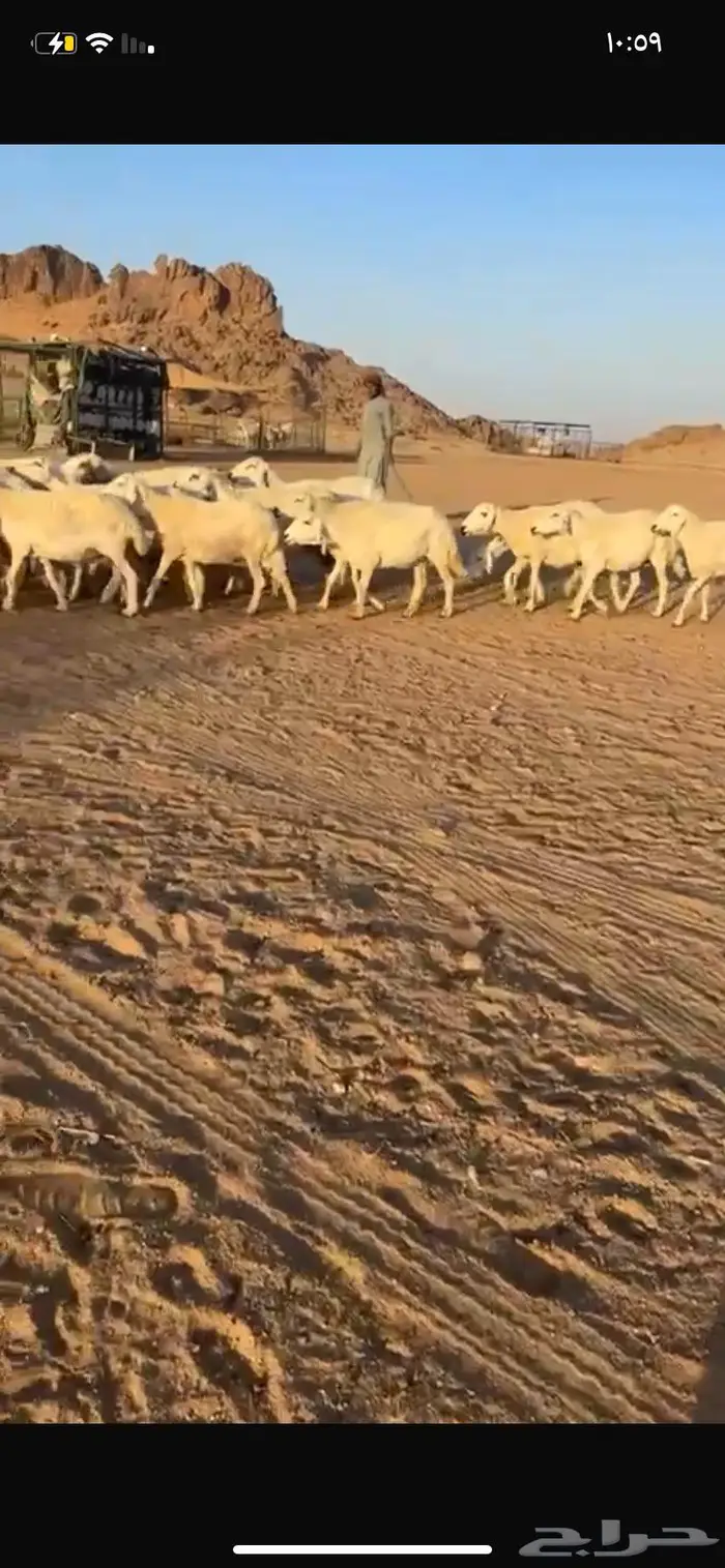 غنم حريات مراح واحد ومفتوح مجال التفريد 1
