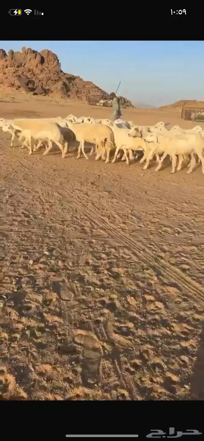 غنم حريات مراح واحد ومفتوح مجال التفريد 2