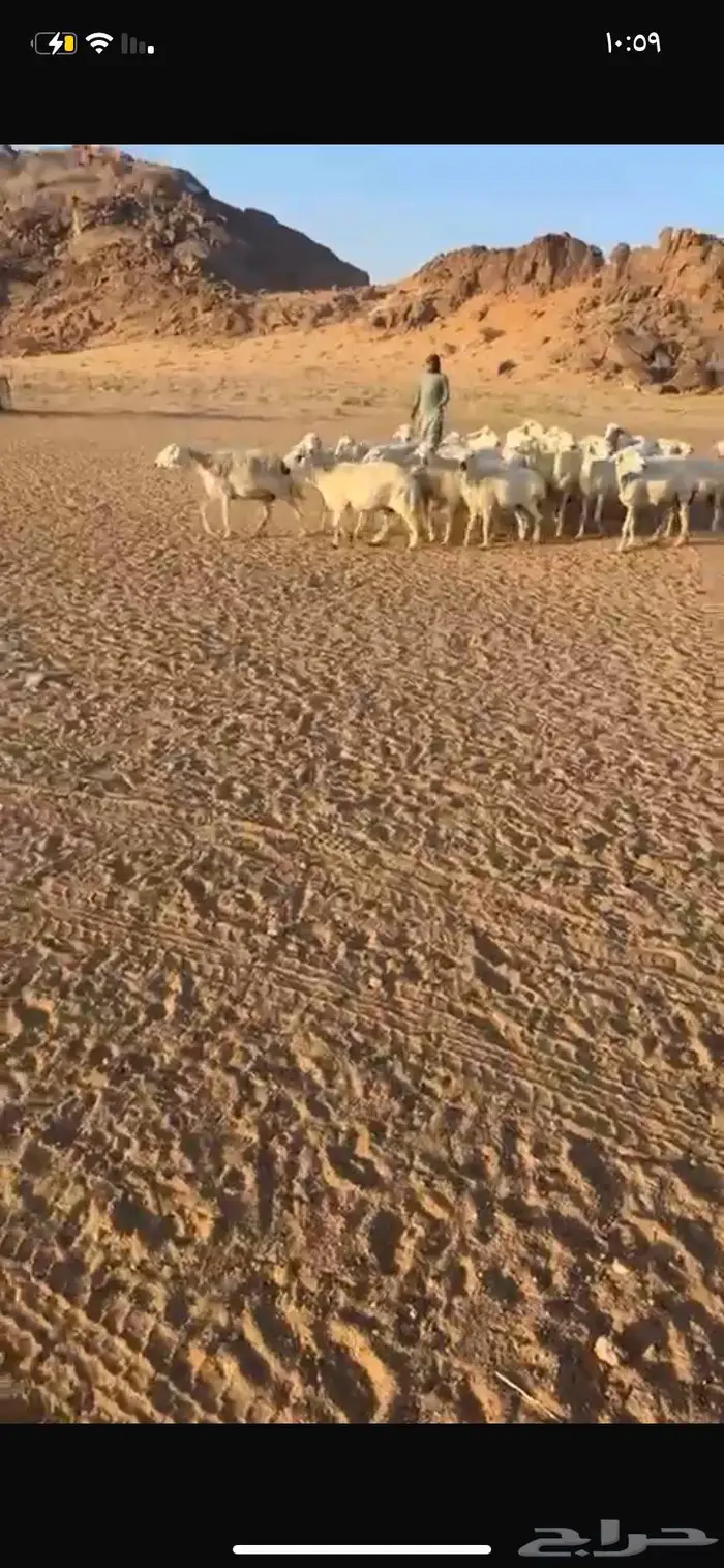 غنم حريات مراح واحد ومفتوح مجال التفريد 4