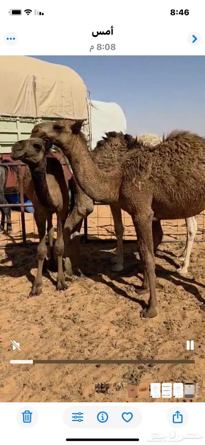 قعدان 0