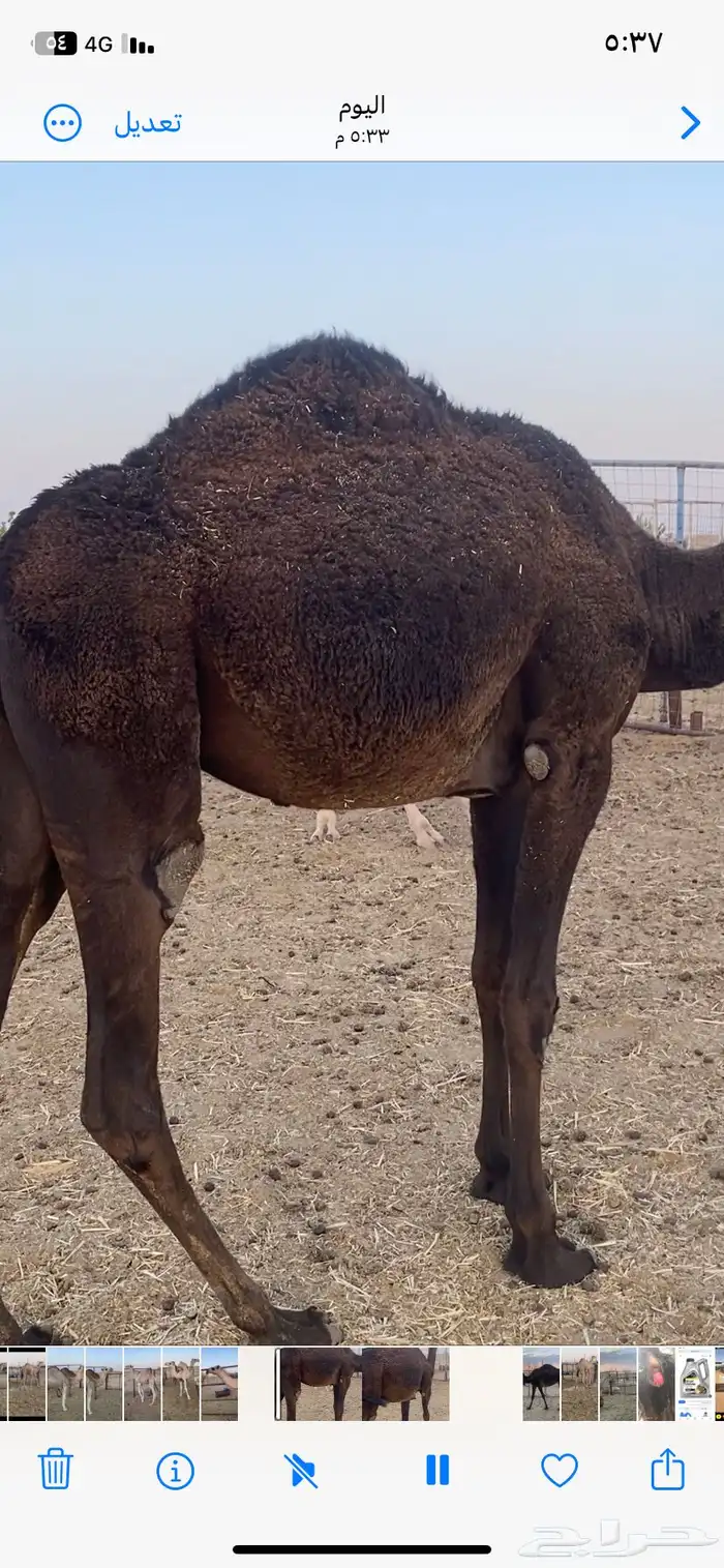 بكار ثنتين الي يبيها جمله ولا فريد 4