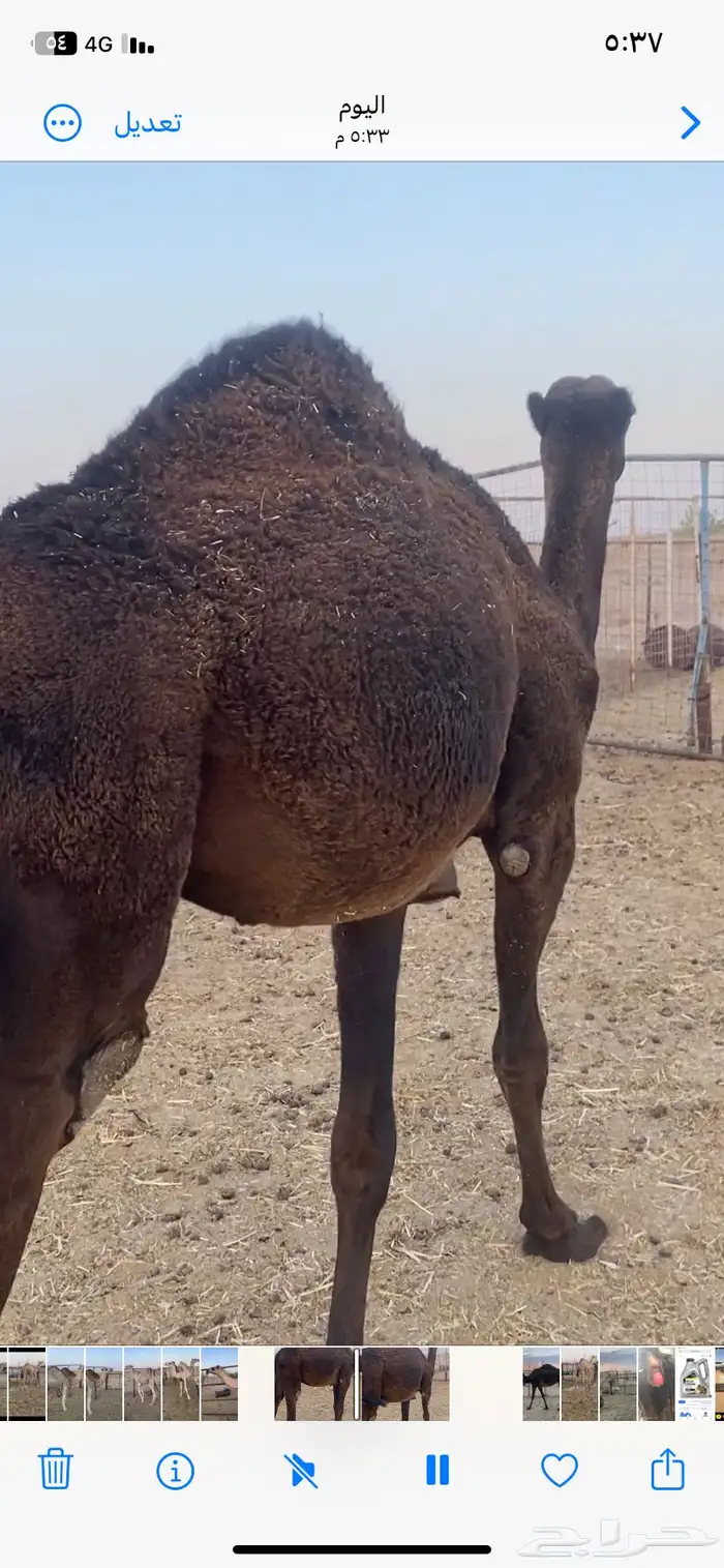 بكار ثنتين الي يبيها جمله ولا فريد 1