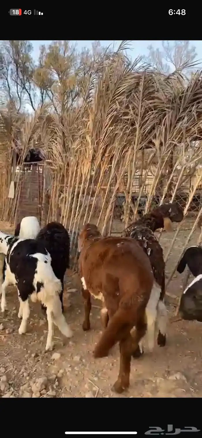 للبيع عدد 10 خرفان سواكن 0