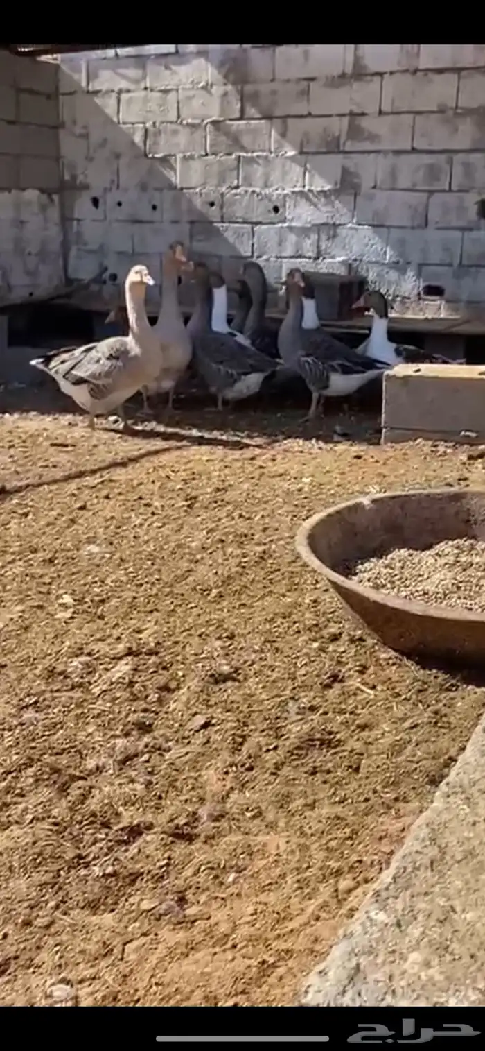 وز بلدي 2