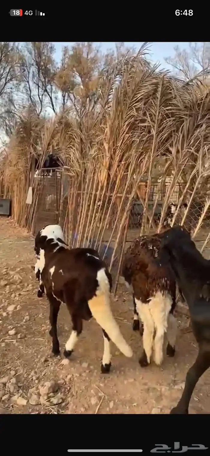 للبيع عدد 10 خرفان سواكن 2