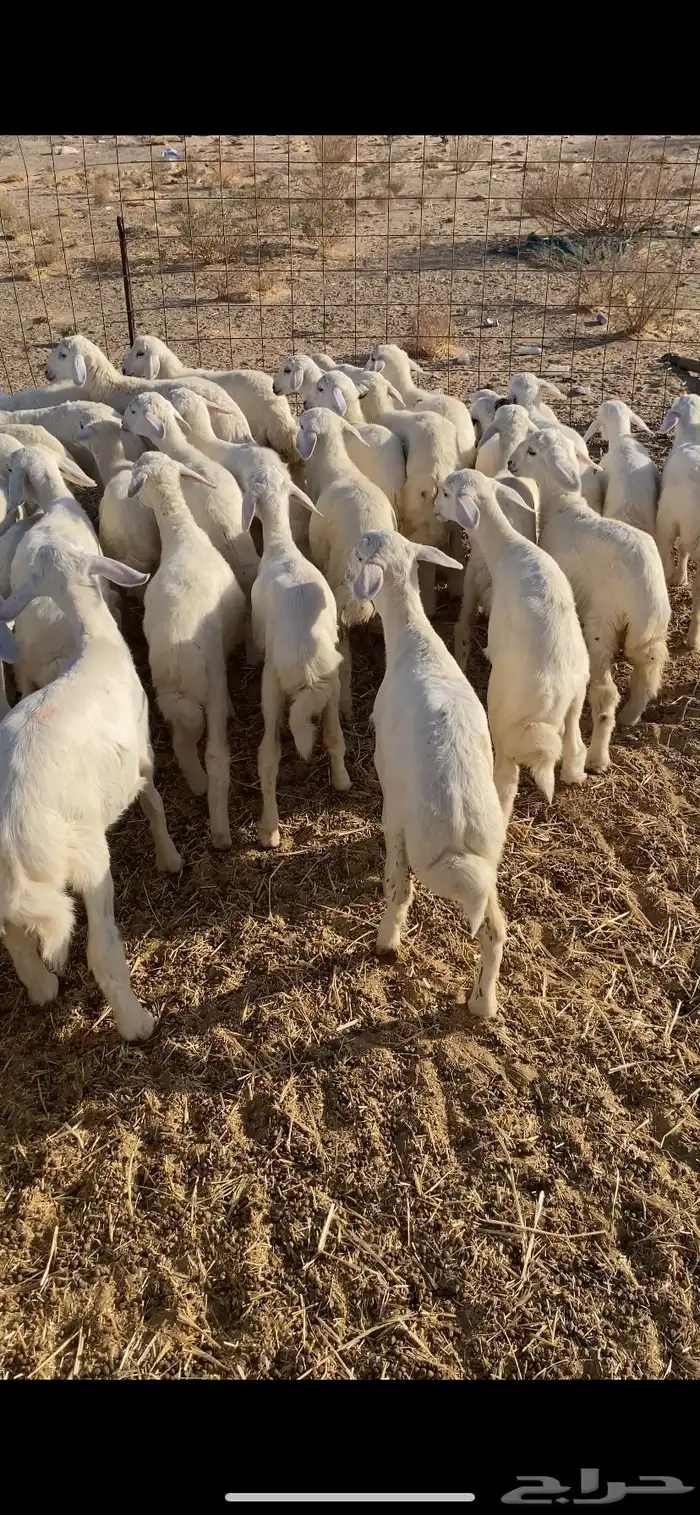 رخال رقم تم البيع اضغط متابعه 2