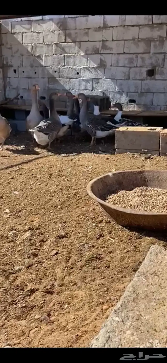 وز بلدي 3