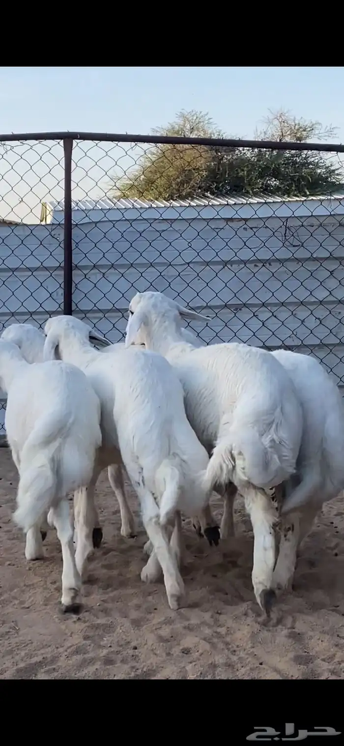 5 خرفان كفو كفو 1