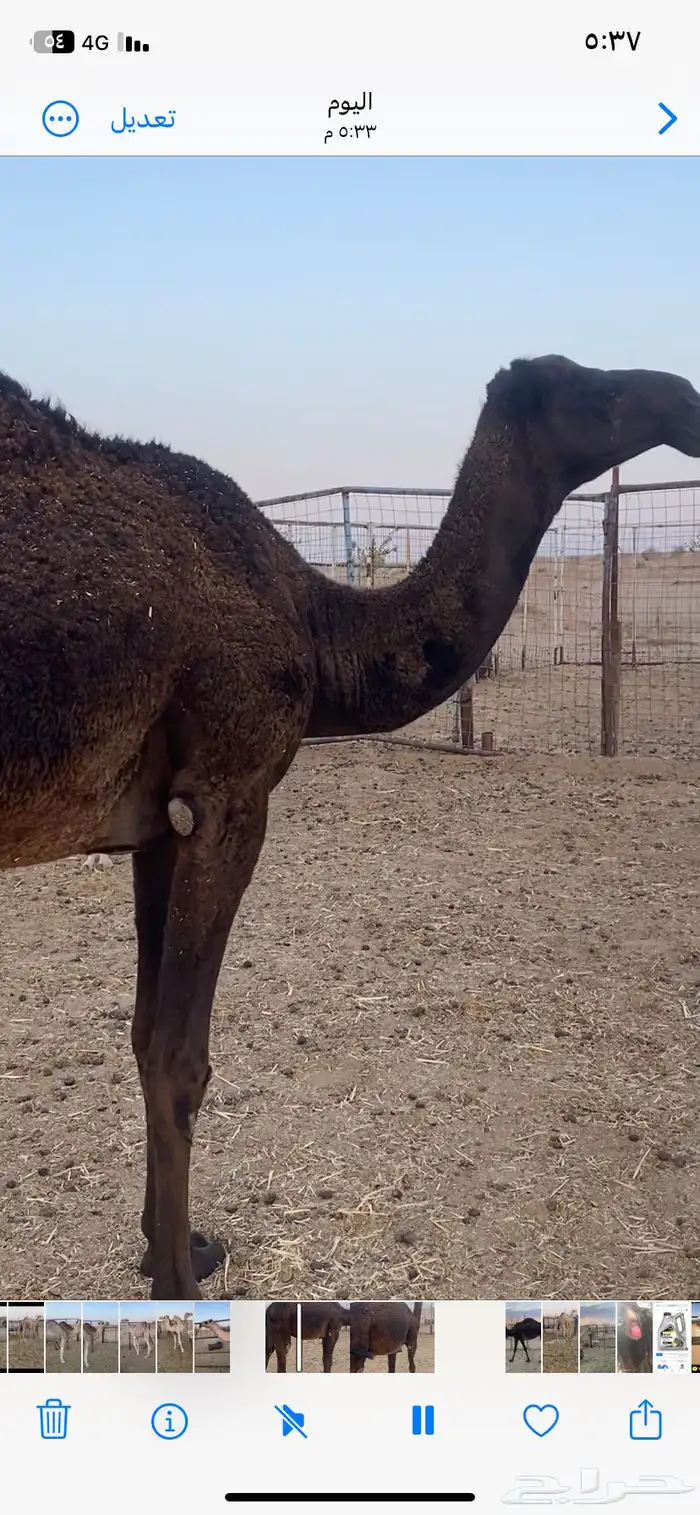 بكار ثنتين الي يبيها جمله ولا فريد 2