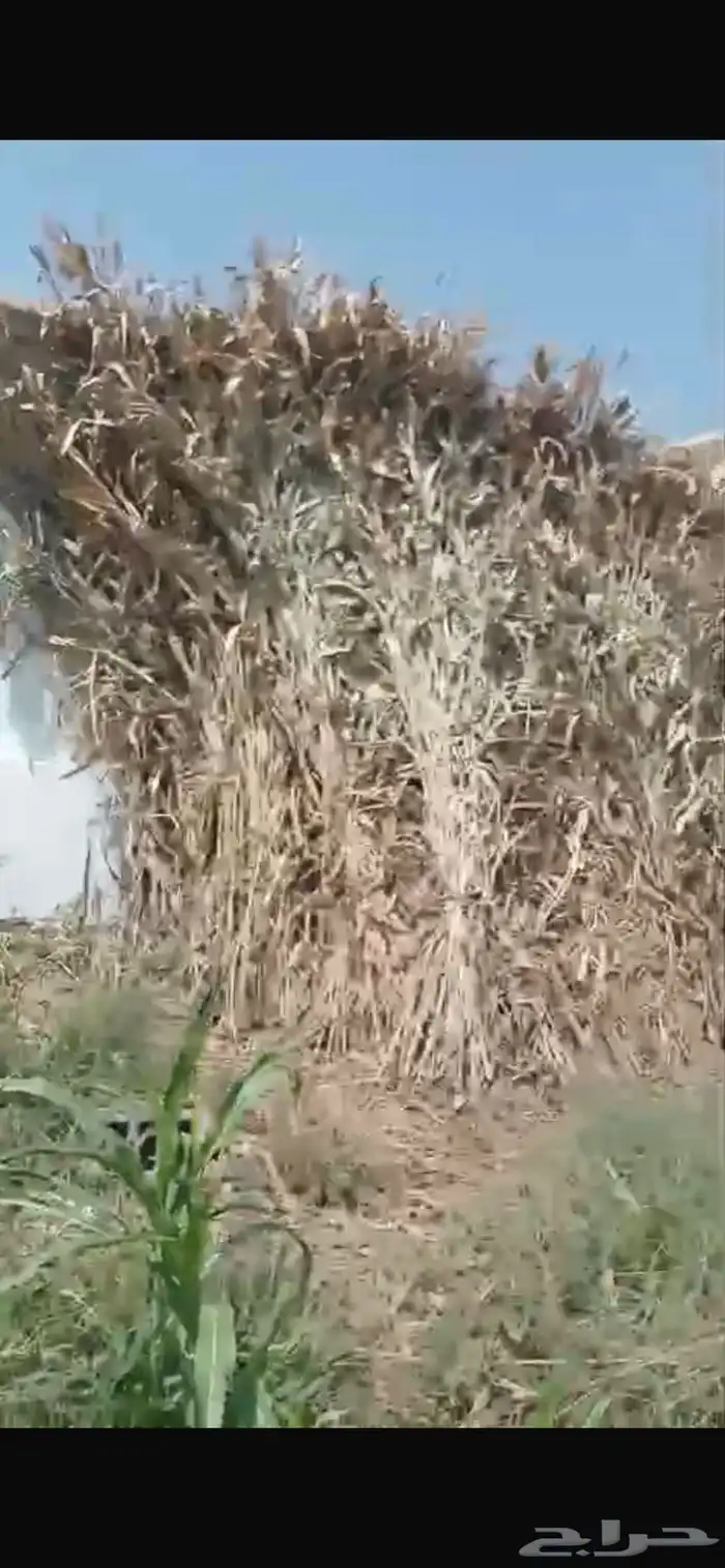 قصب الحزمه بريال واحد فقط ويوجد توصيل جميع انحاء المملكة 1