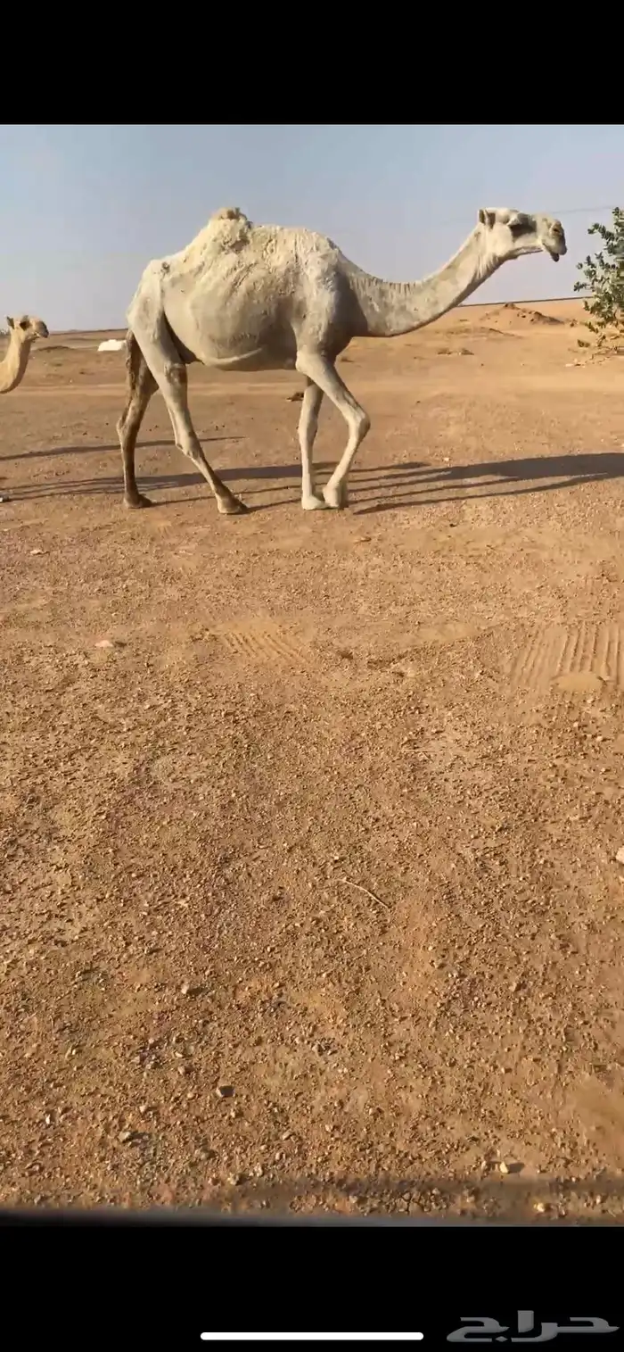 ناقه عشراء سليمه تحتها بكره طيبه 0